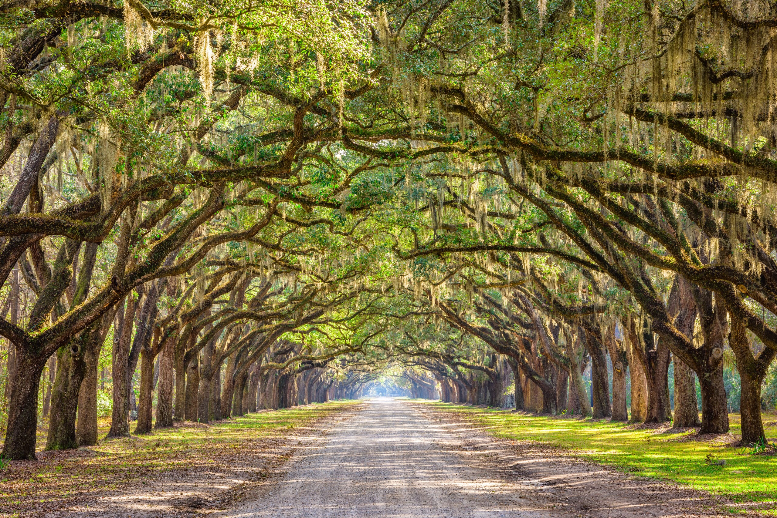 Savannah, Georgia, USA historic oak tree lined dirt road
