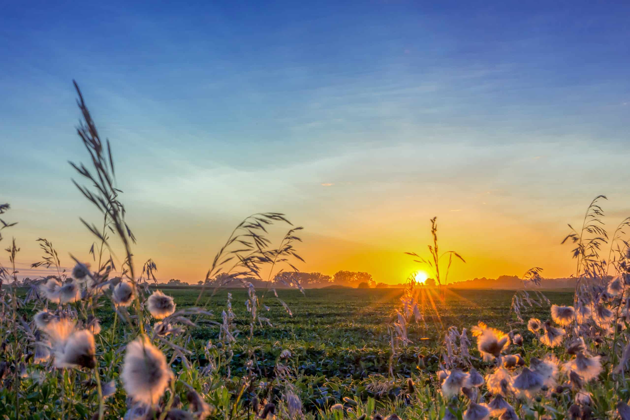 The sun sets over an Iowa soybean farm during the summer