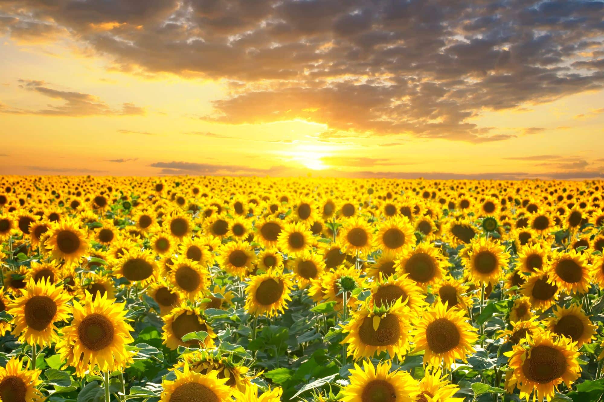 Sunflower field in Kansas at sunset