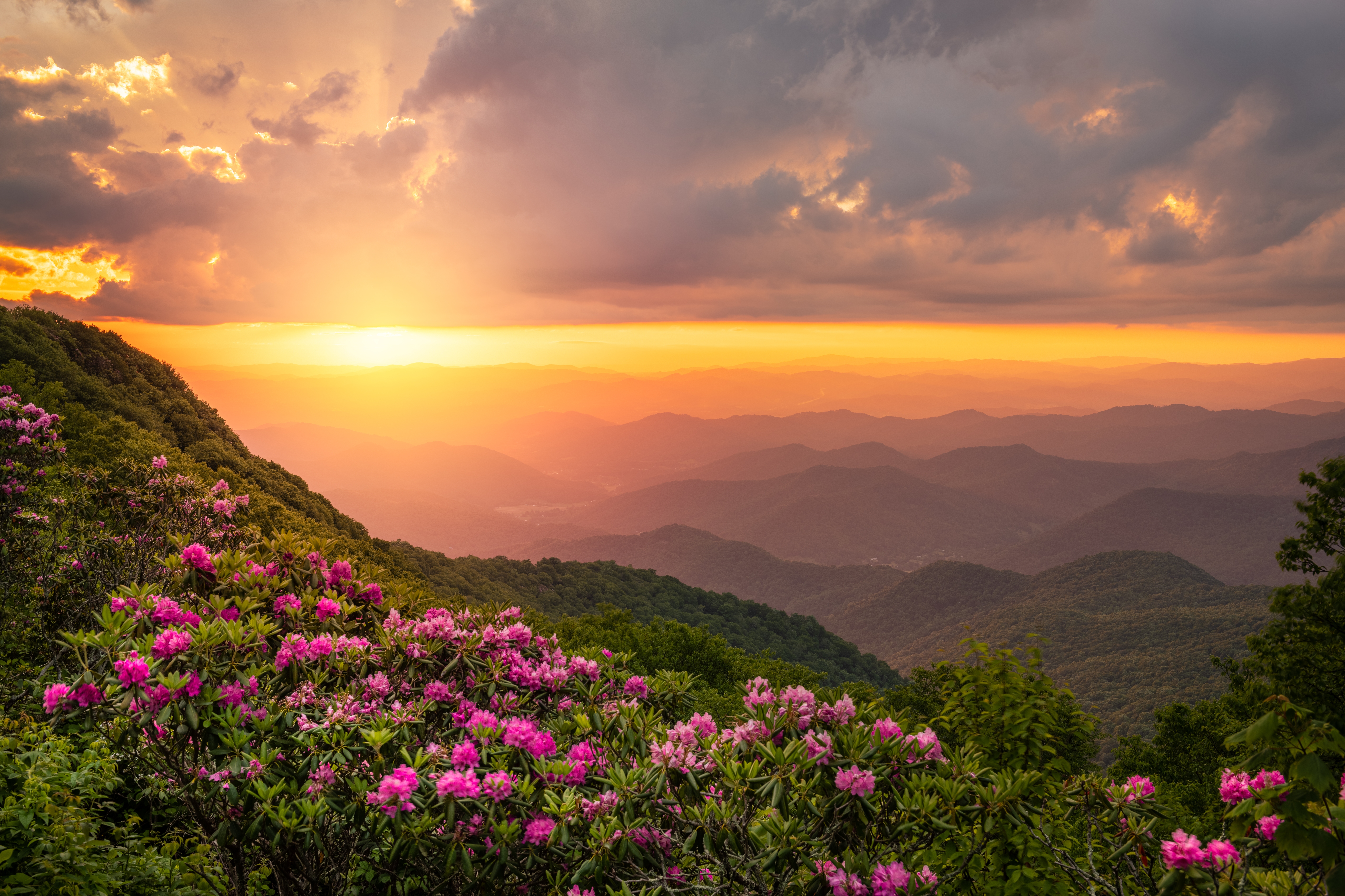 The Great Craggy Mountains along the Blue Ridge Parkway in North Carolina, USA with Catawba Rhododendron during a spring season sunset